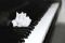 steinway